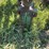 john-deere-front-mounted-cultivator-image-9