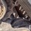 caterpillar-259d3-image-15