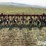 case-ih-183-image-6