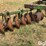 john-deere-12-image-13