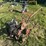 roper-front-tine-tiller-image-8