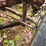 jeep-willys-image-53