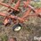 allis-chalmers-1200-image-20