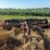john-deere-11-image-2