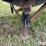 2003-great-dane-48-image-16