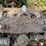 jeep-willys-image-91