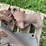 john-deere-dubuque-high-crop-hitch-parts-image-6