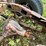 jeep-willys-image-50