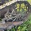 fordson-trackson-image-6
