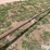 case-ih-3412-image-16