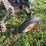 john-deere-330-image-13