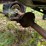 jeep-willys-image-48