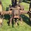 john-deere-b-image-34