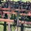 kent-series-iv-image-14