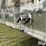 2003-great-dane-48-image-11