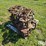 bobcat-773-image-4