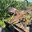 john-deere-b-image-30
