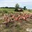 allis-chalmers-1200-image-3