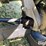 2013-polaris-ranger-500-efi-image-20