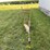 8”-walking-plow-image-7