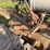 fordson-trackson-image-11
