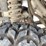 bobcat-2200-image-26