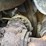 caterpillar-257b2-image-48