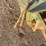 john-deere-1650-image-12
