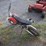 baja-motorsport-50cc-dirt-bike-image-5