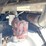 1989-freightliner-tandem-axle-grain-truck-image-22