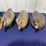 decoys-image-4