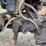 #5049-•-1980-ford-t/a-flatbed-dump-truck-(has-mi-title)-image-54