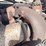 1989-freightliner-tandem-axle-grain-truck-image-56