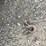 #24-•-polaris-500-4x4-utv-4xawh76a9b2168941-inv#55008-image-27