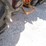minneapolis-moline-445-image-12