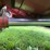 case-ih-1460-image-9