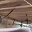 great-dane-sup-1114-31053-image-14