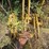 2015-caterpillar-914k-image-36