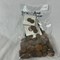 firearm/estate-online-only-auction-image-5