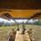 1978-caterpillar-d8k-image-48