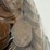 #40055-•-(400)-mix-date-wheat-pennies-image-5