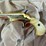#23-•-set-of-colt-lady-derringer-pistols-image-11
