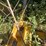 2015-caterpillar-914k-image-39