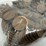 #40060-•-(200)-wheat-pennies-image-5