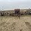 willrich-42ft-field-culitvator-image-8