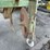 gopher-bait-applicator-image-7