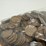 #40060-•-(200)-wheat-pennies-image-6