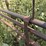 cattle-chute-8943-image-11