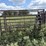 cattle-chute-8943-image-6
