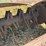 #2497-•-john-deere-stalk-shredders-image-6